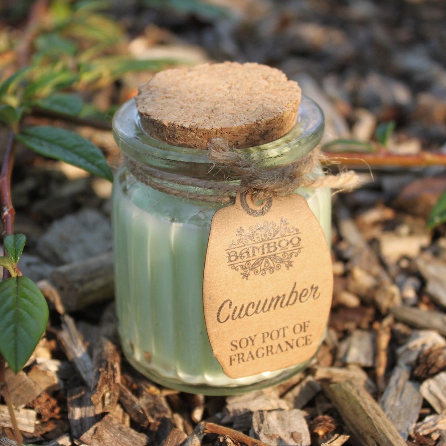 Soy Pot of Fragrance Candle - Cucumber